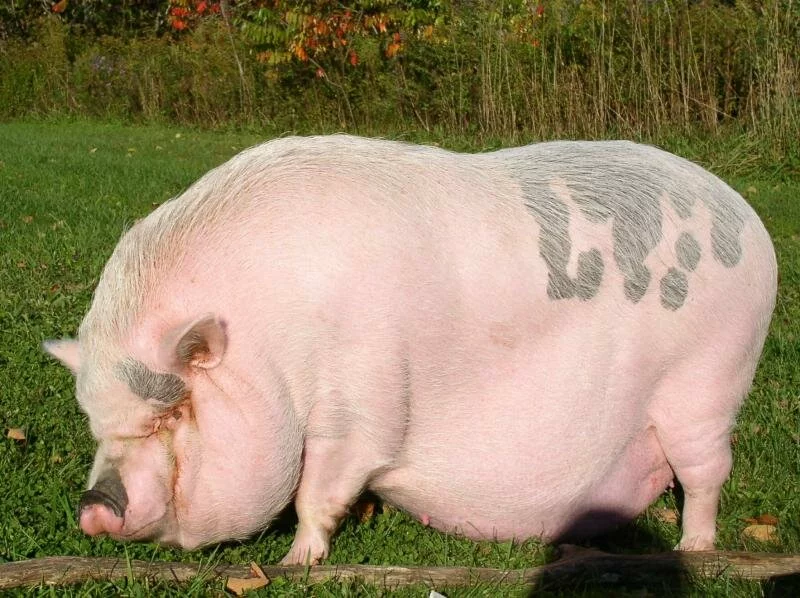 Tramadol dosage for pot bellied pigs