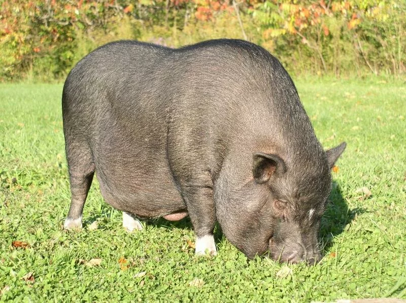 OBESITY KILLS and this pig has a hernia. He's extremely at risk.
