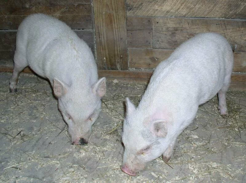 HEALTHY THREE MONTH OLD PIGLETS