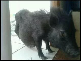 Starving Teacup pig TEENYTINYPIGS